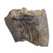 Partial Tyrannosaur Tooth - Aguja Formation, Texas #43015-1